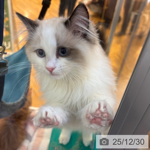 京都府のラグドール (ペットプラス イオンモールKYOTO店/2025年9月16日生まれ/男の子/シールポイントバイカラー)の子猫の4枚目の画像