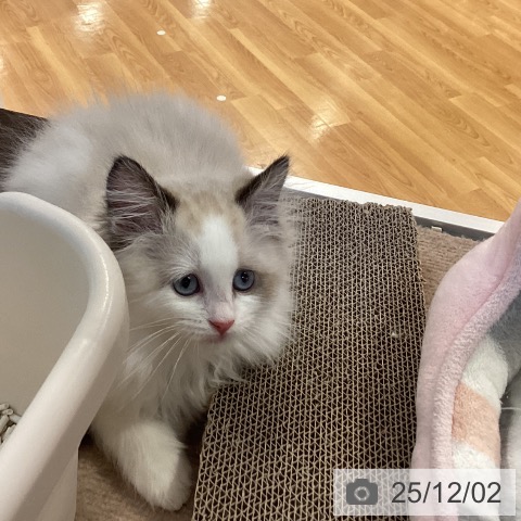 ラグドールの写真