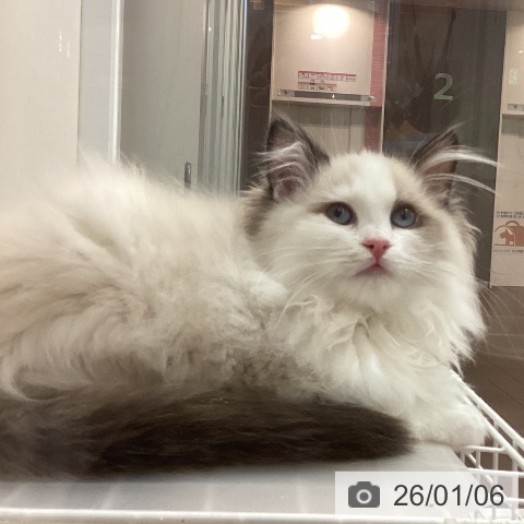 京都府のラグドール (ペットプラス 醍醐店/2025年9月16日生まれ/男の子/シールポイントバイカラー)の子猫の3枚目の画像