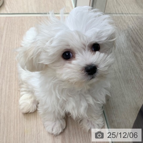 千葉県のマルチーズ (ペットプラス 幕張新都心店/2025年9月22日生まれ/女の子/ホワイト)の子犬の3枚目の画像