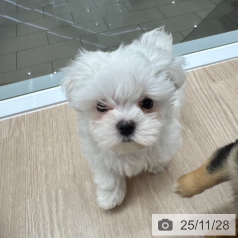 京都府のマルチーズ (ペットプラス 京都桂川店/2025年9月22日生まれ/男の子/ホワイト)の子犬の4枚目の画像