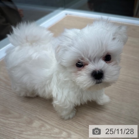 京都府のマルチーズ (ペットプラス 京都桂川店/2025年9月22日生まれ/男の子/ホワイト)の子犬の3枚目の画像