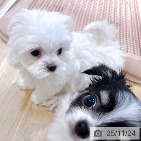 マルチーズの写真