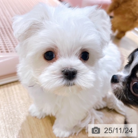 マルチーズの写真