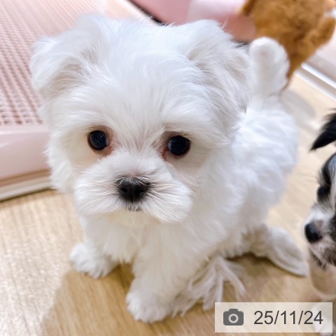 マルチーズの写真