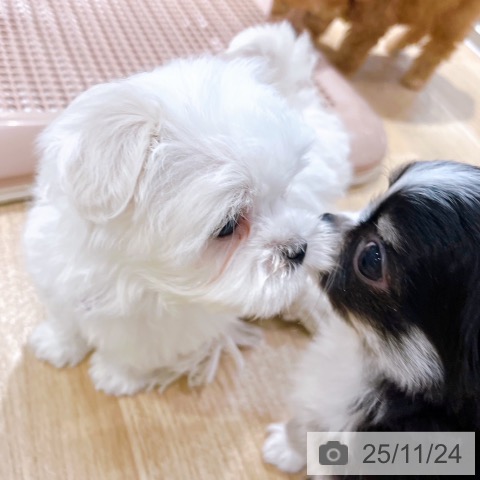 マルチーズの写真