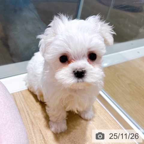 マルチーズの写真