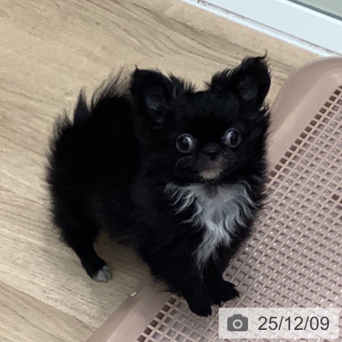 大阪府のチワワ(ロング) (ペットプラス 鶴見店/2025年9月21日生まれ/女の子/ブラックホワイト)の子犬の3枚目の画像