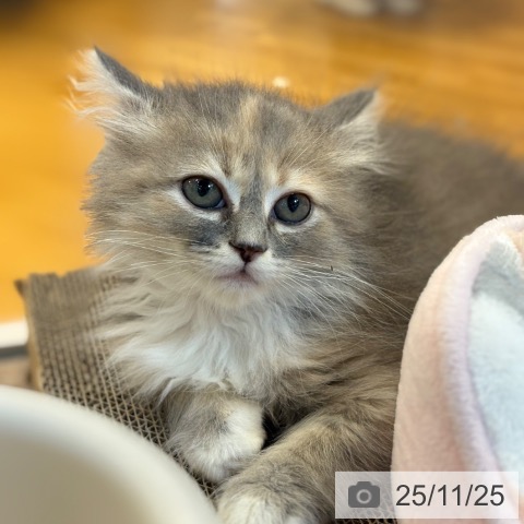 サイベリアンの写真