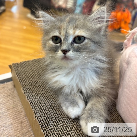 サイベリアンの写真