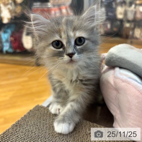 サイベリアンの写真