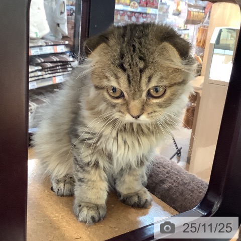 スコティッシュフォールドの写真