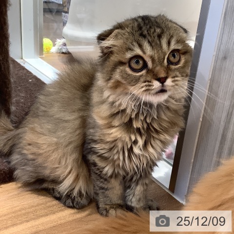 大阪府のスコティッシュフォールド (ペットプラス りんくう泉南店/2025年9月11日生まれ/女の子/ブラウンマッカレルタビー)の子猫の4枚目の画像