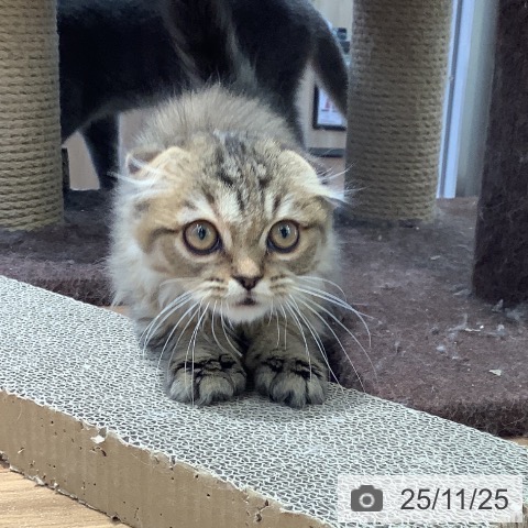 スコティッシュフォールドの写真