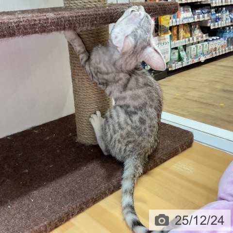 大阪府のマンチカン (ペットプラス 堺鉄砲町店/2025年9月3日生まれ/男の子/シルバースポットタビー)の子猫の4枚目の画像