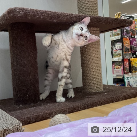 大阪府のマンチカン (ペットプラス 堺鉄砲町店/2025年9月3日生まれ/男の子/シルバースポットタビー)の子猫の3枚目の画像