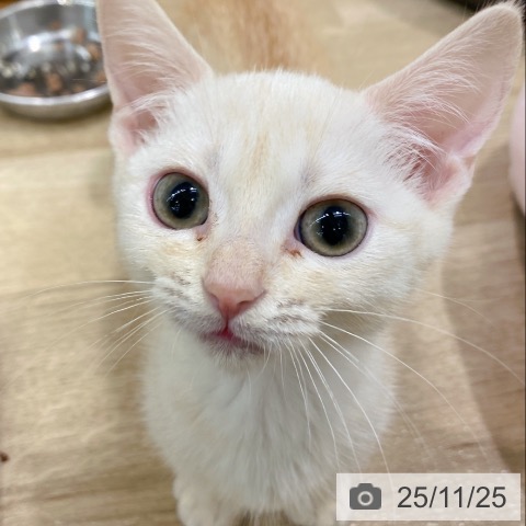 マンチカンの写真