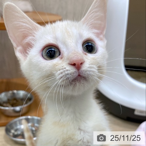 マンチカンの写真