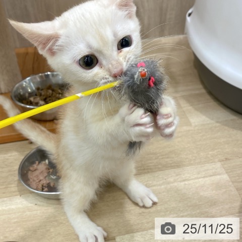 マンチカンの写真