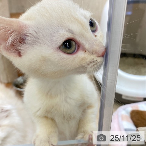 マンチカンの写真