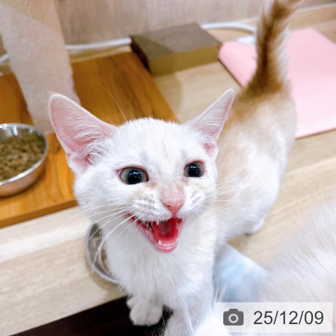 大阪府のマンチカン (ペットプラス イオン大日店/2025年9月15日生まれ/女の子/クリームホワイト)の子猫の4枚目の画像