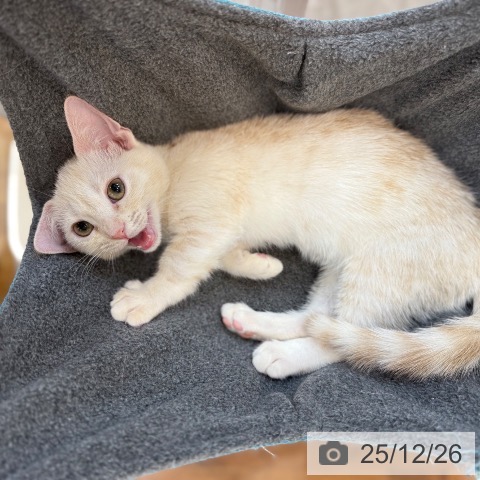 京都府のマンチカン (ペットプラス 久御山店/2025年9月15日生まれ/女の子/クリームホワイト)の子猫の3枚目の画像