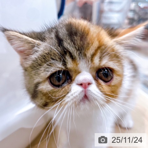 エキゾチックの写真