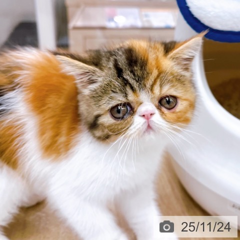 エキゾチックの写真