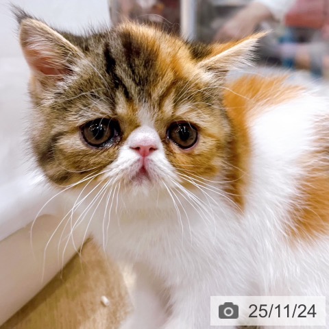 エキゾチックの写真