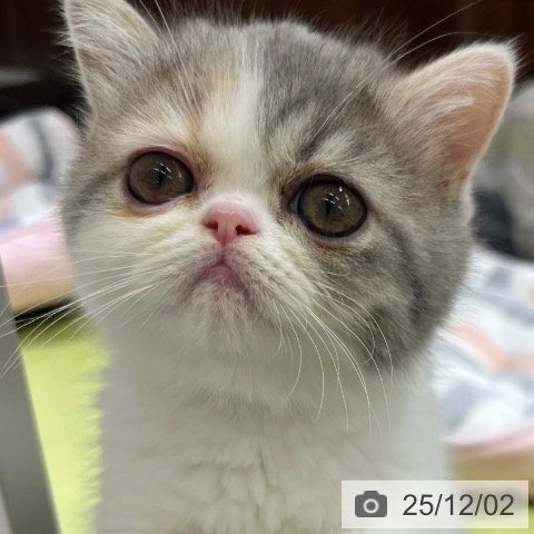 京都府のエキゾチック (ペットプラス 京都桂川店/2025年9月22日生まれ/女の子/ダイリュートキャリコ)の子猫の4枚目の画像