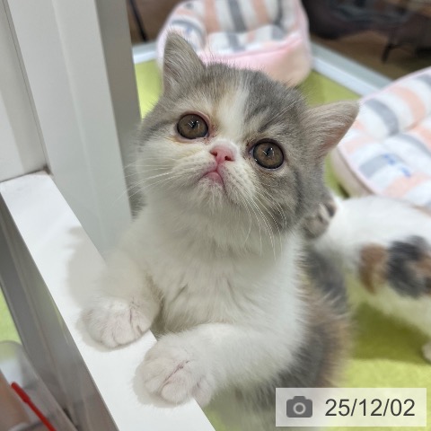 京都府のエキゾチック (ペットプラス 京都桂川店/2025年9月22日生まれ/女の子/ダイリュートキャリコ)の子猫の3枚目の画像