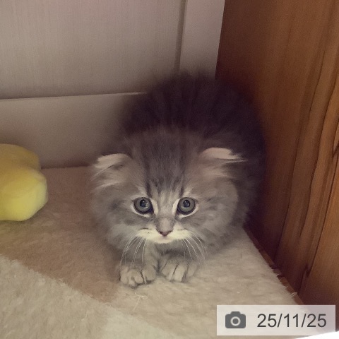 スコティッシュフォールドの写真