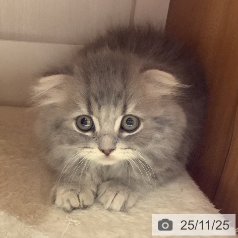 スコティッシュフォールドの写真