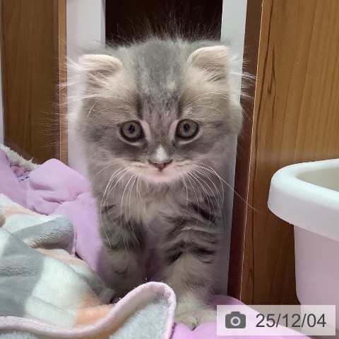 大阪府のスコティッシュフォールド (ペットプラス 鶴見店/2025年9月20日生まれ/男の子/ブルータビー)の子猫の4枚目の画像