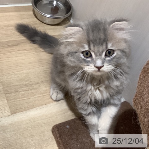 大阪府のスコティッシュフォールド (ペットプラス 鶴見店/2025年9月20日生まれ/男の子/ブルータビー)の子猫の3枚目の画像