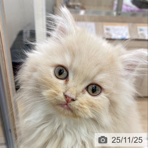 ラガマフィンの写真