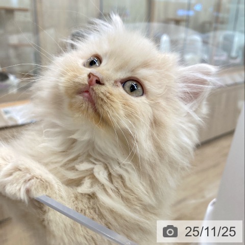 ラガマフィンの写真