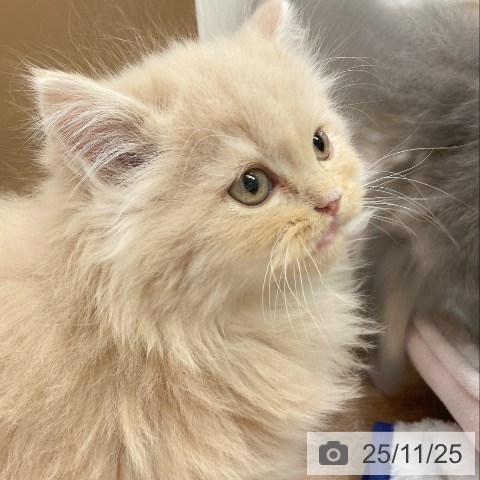 ラガマフィンの写真