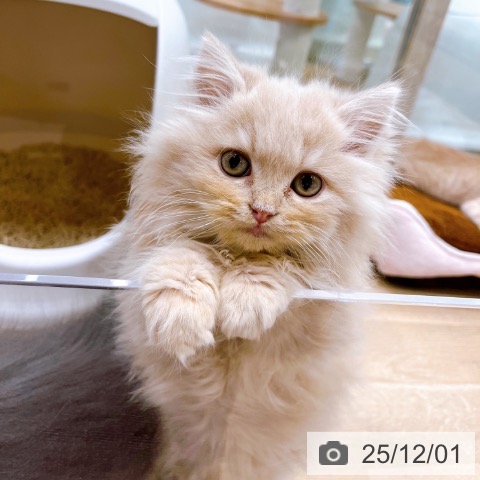 ラガマフィンの写真