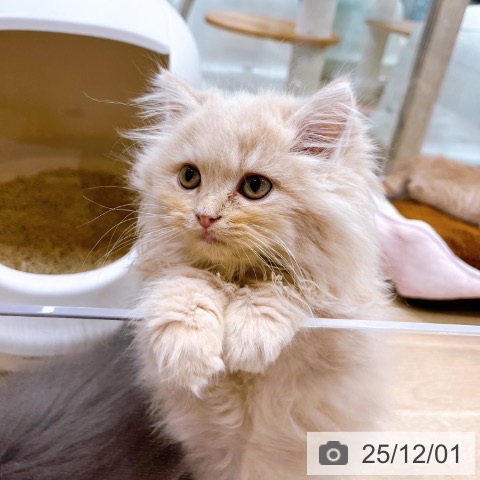 ラガマフィンの写真