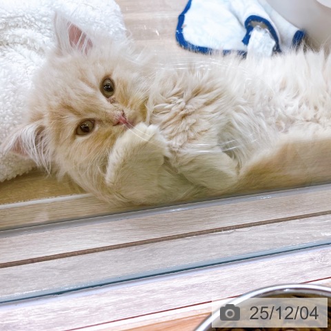 ラガマフィンの写真