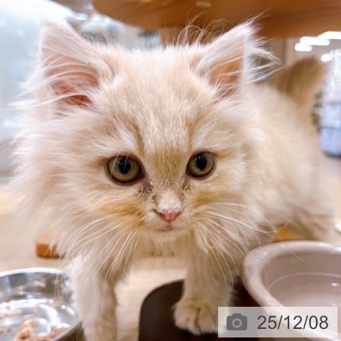 大阪府のラガマフィン (ペットプラス イオン大日店/2025年9月20日生まれ/男の子/クリームタビー)の子猫の4枚目の画像