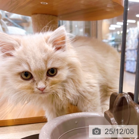 大阪府のラガマフィン (ペットプラス イオン大日店/2025年9月20日生まれ/男の子/クリームタビー)の子猫の3枚目の画像