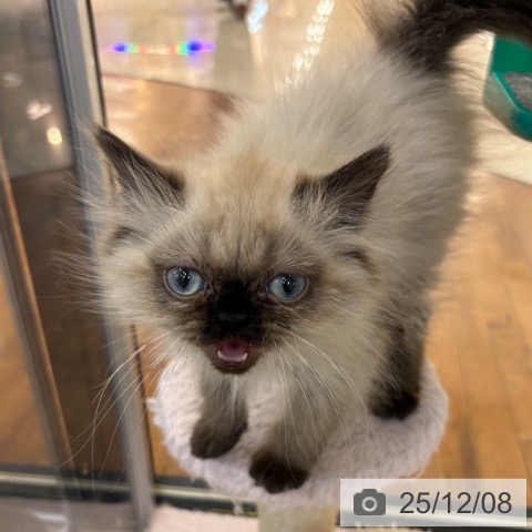 京都府のヒマラヤン (ペットプラス 久御山店/2025年9月10日生まれ/女の子/シールポイント)の子猫の4枚目の画像