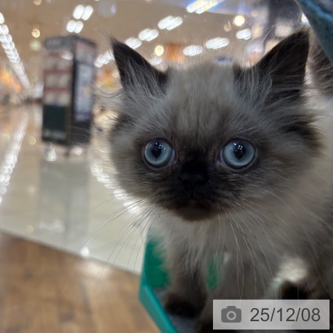 京都府のヒマラヤン (ペットプラス 久御山店/2025年9月10日生まれ/女の子/シールポイント)の子猫の3枚目の画像