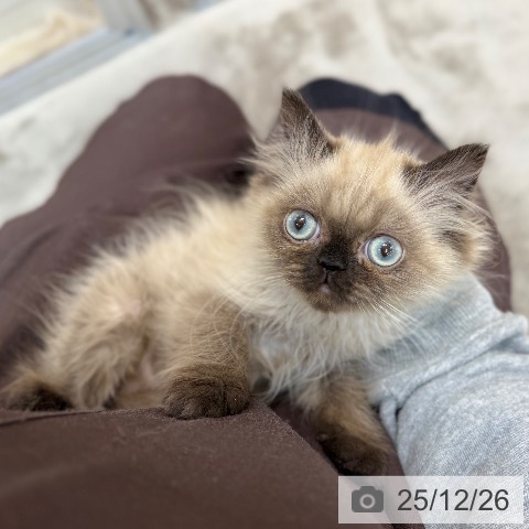 京都府のヒマラヤン (ペットプラス 久御山店/2025年9月10日生まれ/女の子/シールポイント)の子猫の3枚目の画像