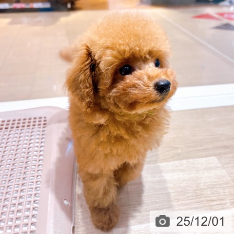 トイ・プードルの写真