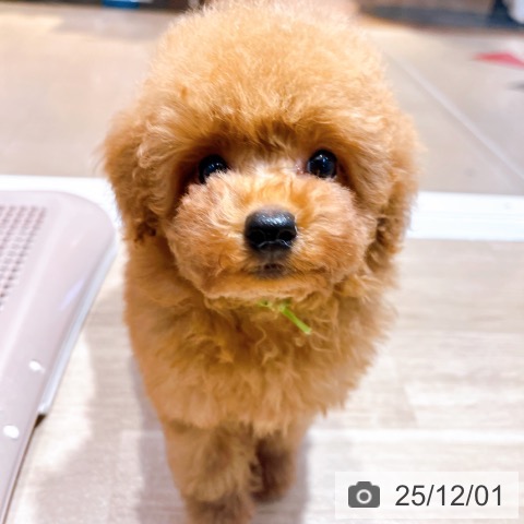 トイ・プードルの写真