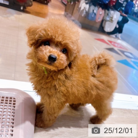 トイ・プードルの写真