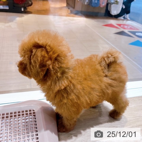 トイ・プードルの写真